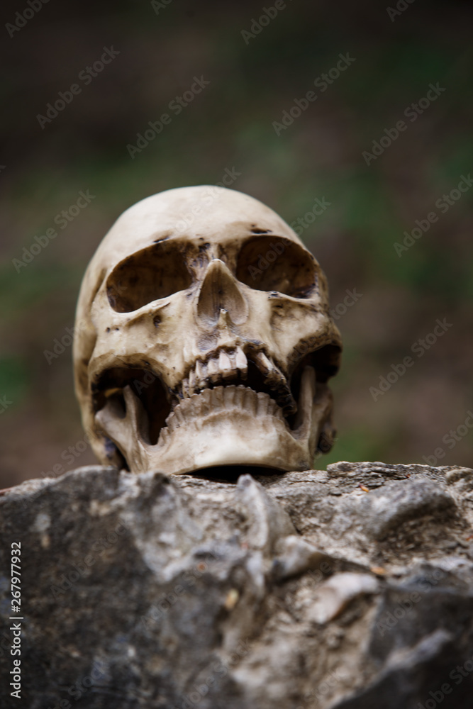 The skull of a man on a large gray stone slab. A copy of a human skull on a rock close-up for Halloween. The skull of a man on a large gray stone slab. A copy of a human skull on a rock close-up for Halloween.