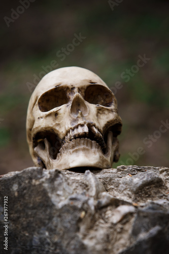The skull of a man on a large gray stone slab. A copy of a human skull on a rock close-up for Halloween.