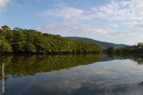 よく晴れた日にジャングルのマングローブが川に反射している © Ta-c