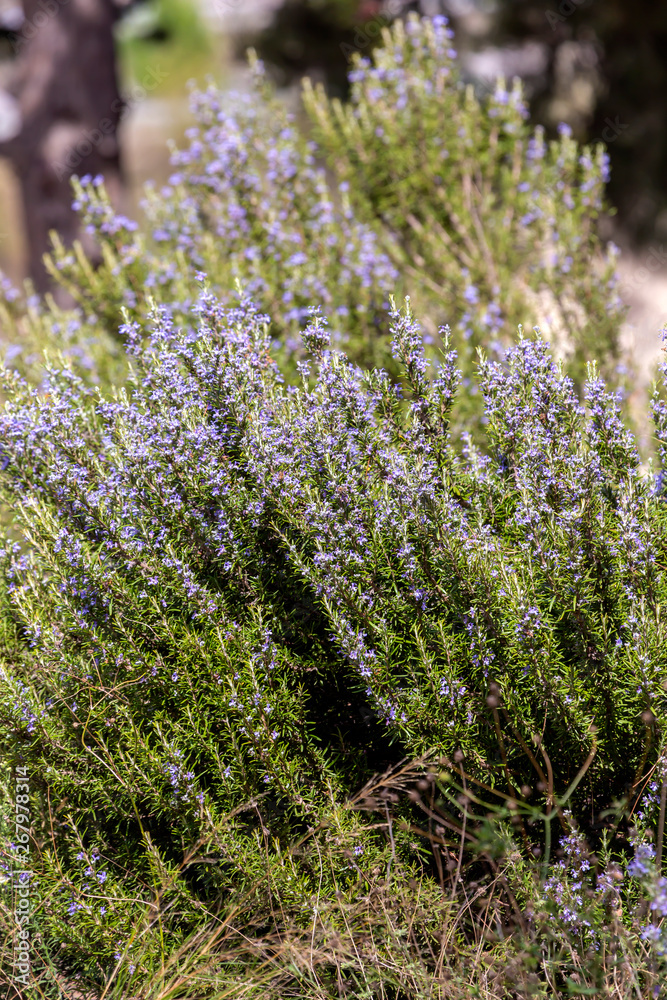 Obraz premium Rosemary bush (Rosmarinus officinalis) close-up