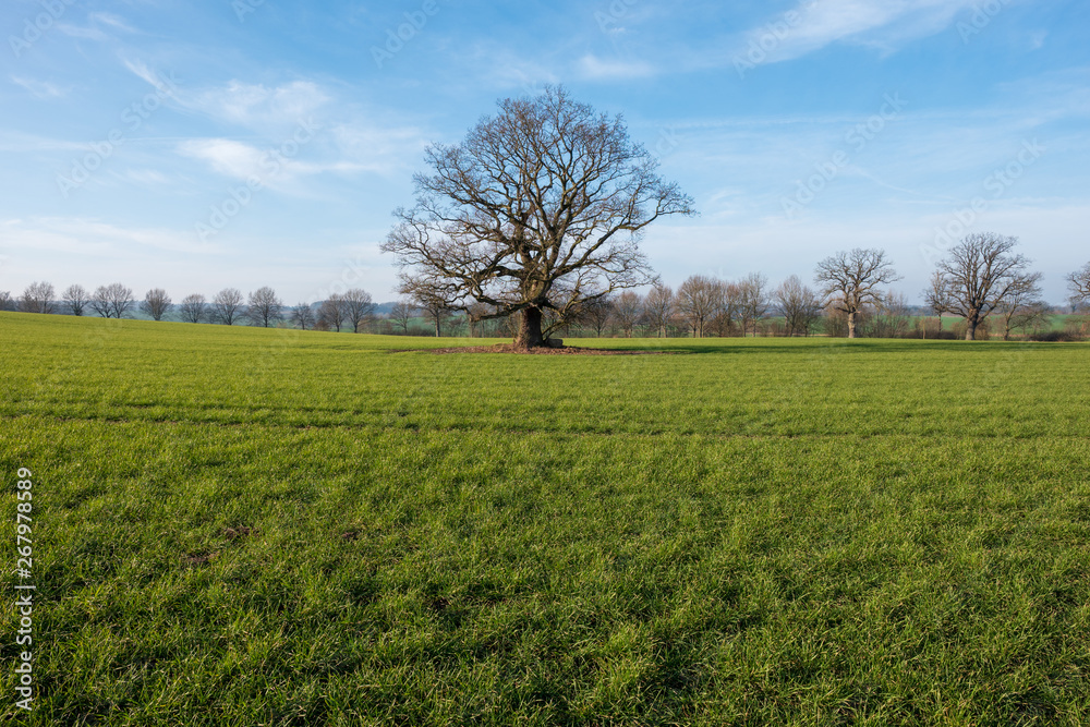Einsamer knorriger Baum Eiche auf grüner Wiese vor blauem Himmel, Sierhagen, Schleswig-Holstein Einsamer knorriger Baum Eiche auf grüner Wiese vor blauem Himmel, Sierhagen, Schleswig-Holstein