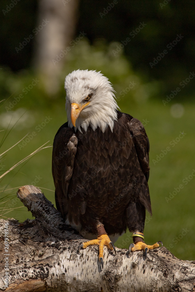 Obraz premium North American bald eagle.