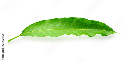 Green Mango leaves  isolated on white background