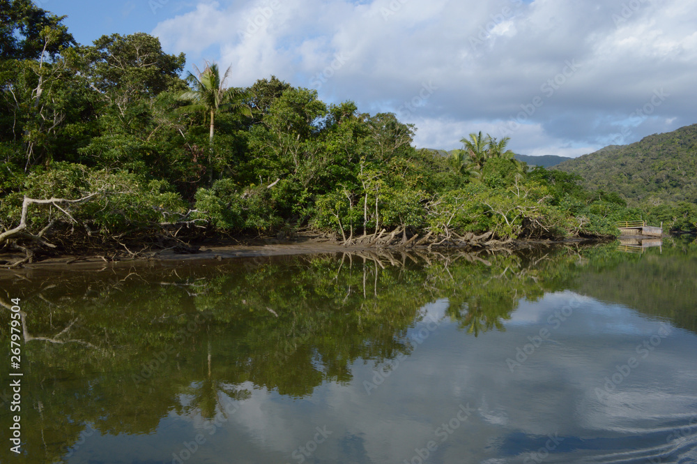 よく晴れた日にジャングルのマングローブが川に反射している