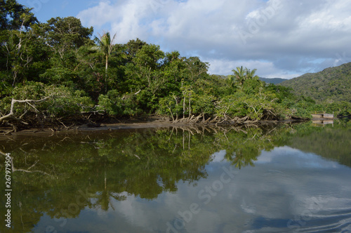 よく晴れた日にジャングルのマングローブが川に反射している