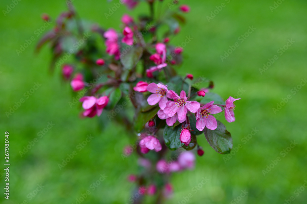 pink Apple flowers on green background pink Apple flowers on green background