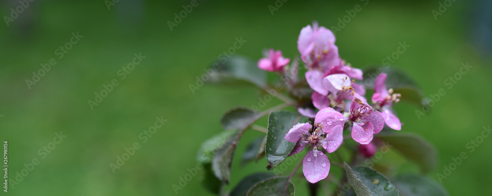 pink Apple flowers on green background