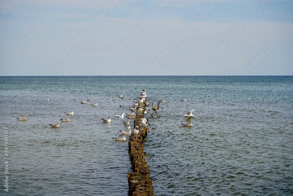 Ostsee mit Möwen und Wellenbrecher bei Warnemünde