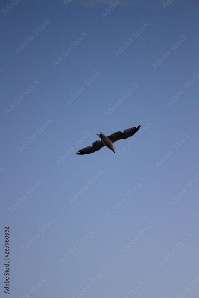 Flying bird with blue sky background