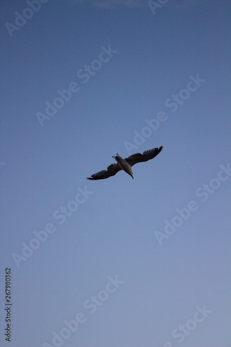Flying bird with blue sky background