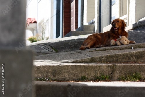 Dog on Street in San Francisco, California 