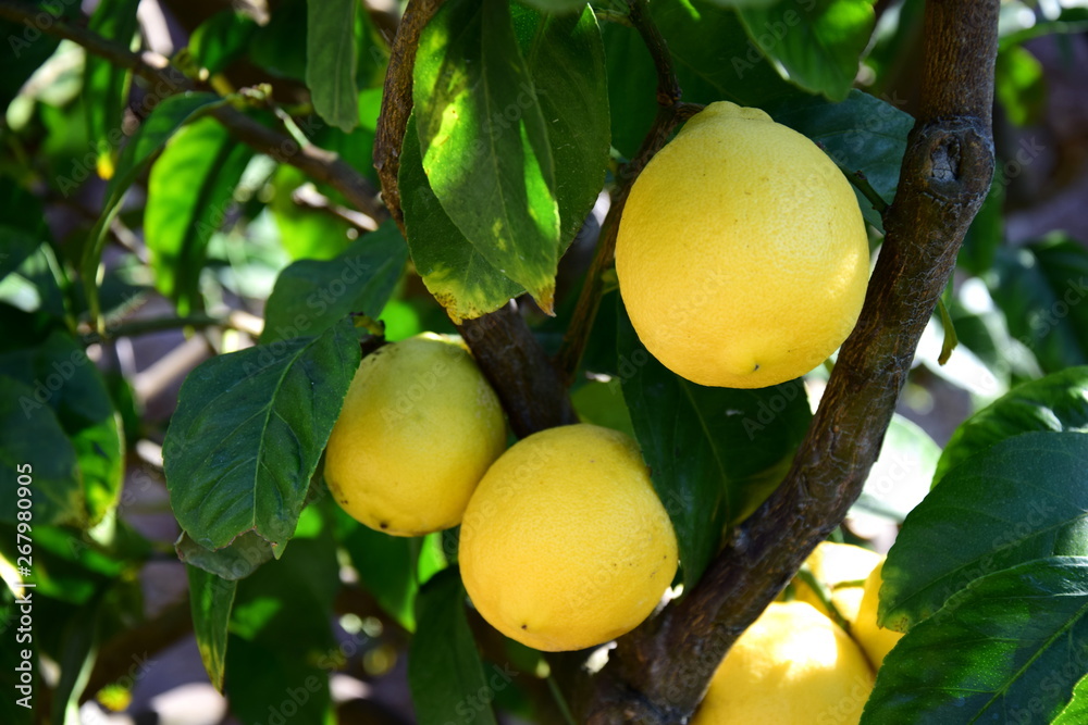Zitronen an einem Ast eines Zitronenbaumes im Süden Italiens