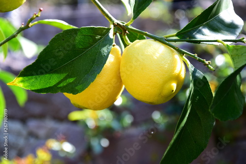 Gelbe reife Zitronen - Zitronenbaum