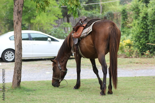 Brown horse eats short grass © Krittayod