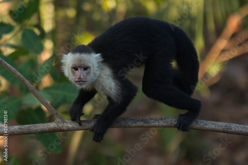 White-Faced Capuchin Monkey in Carara NP in Costa Rica