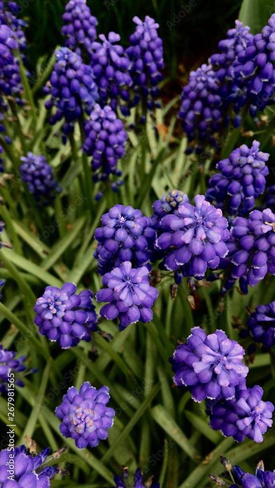 Fototapeta premium Lavender / Hyacinth