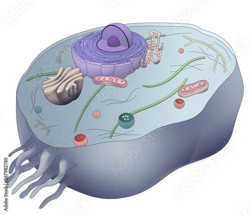 Eukaryotic human cell anatomy on white background. Digital illustration photo