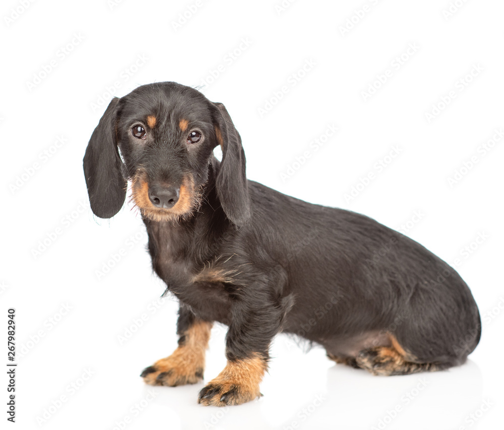 Dachshund puppy sitting and looking at camera. Isolated on white background