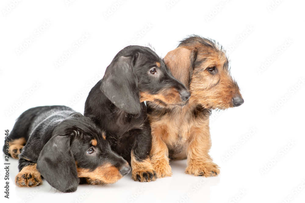 Three Dachshund puppies looking away. isolated on white background