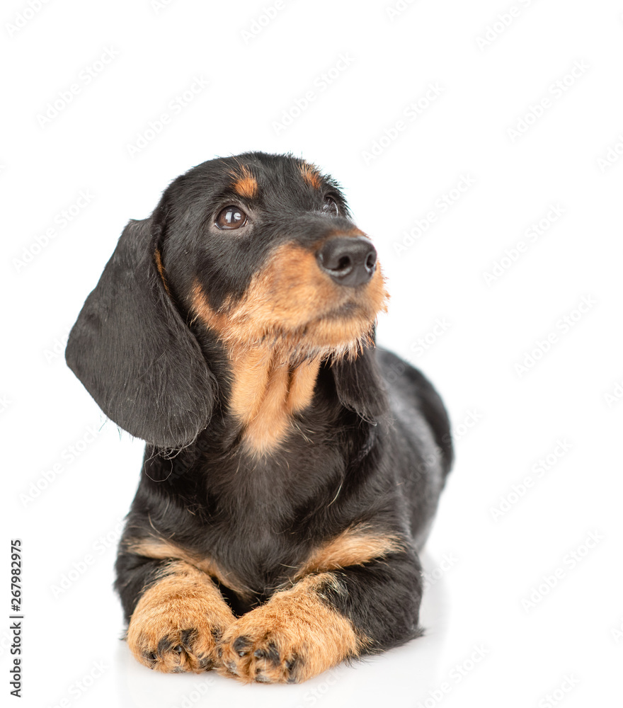 Dachshund puppy lying in front view and looking away and up. isolated on white background