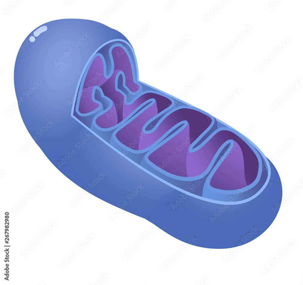 Blue mitochondrium on white background. Digital illustration Blue mitochondrium on white background. Digital illustration