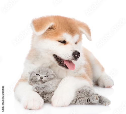 Akita inu puppy hugging baby kitten. isolated on white background