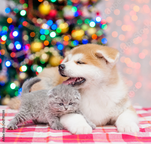 Akita inu puppy and baby kitten lying together with  Christmas tree on a background