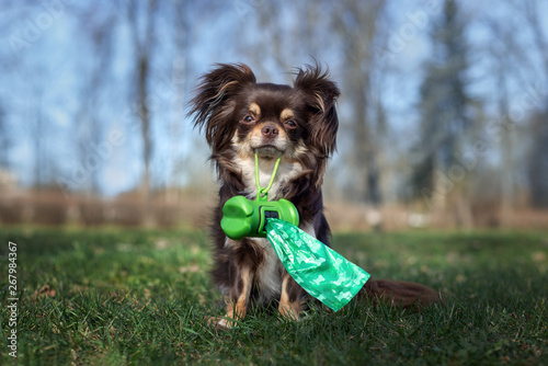 dog holding waste bags in her mouth outdoors photo