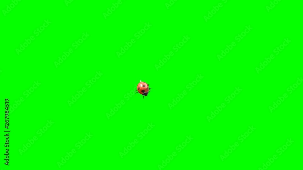 Ladybird Lands on a Green Background, 3D Animation, 4K.