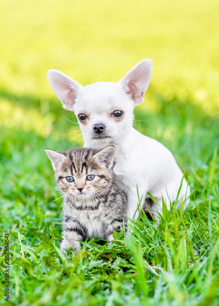 Chihuahua puppy embracing kitten on green summer grass