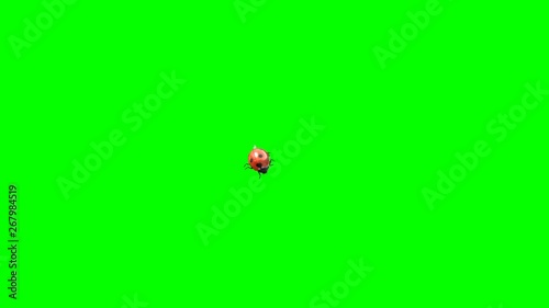 Ladybird Lands on a Green Background, 3D Animation, 4K. photo