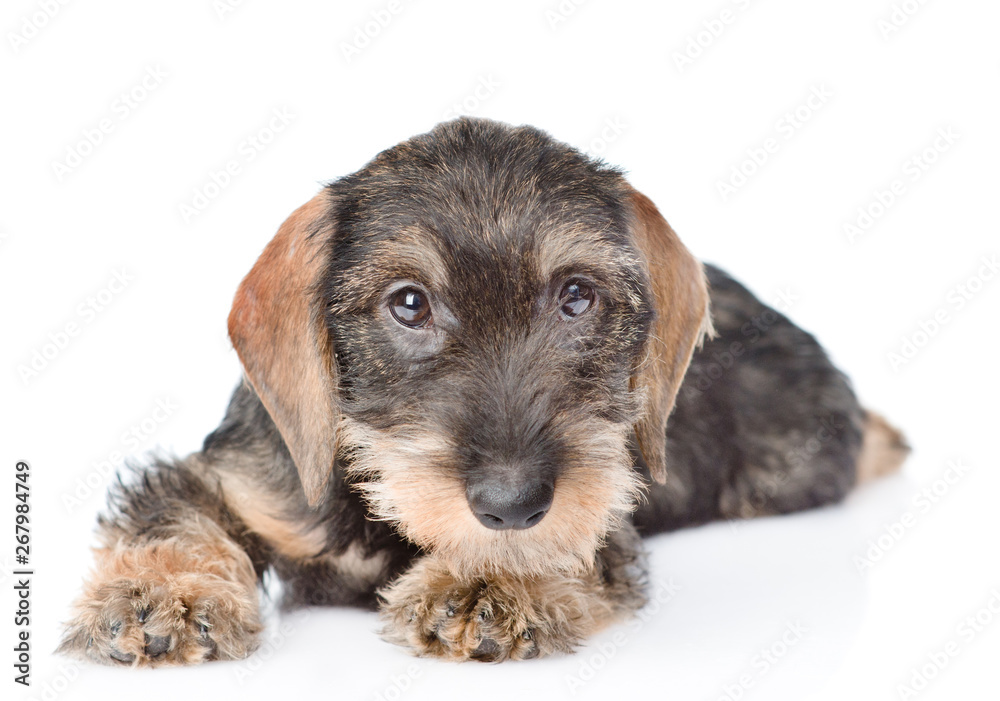 Standard Wire-haired dachshund puppy lying in front view. isolated on white background