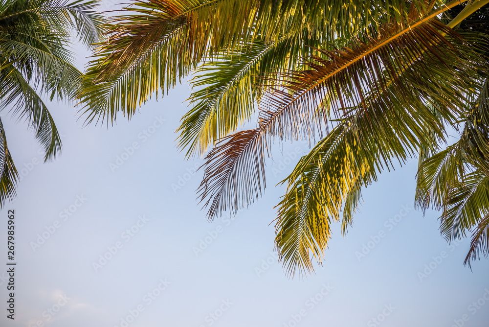 Beautiful coconut palm tree in sunny day with blue sky background. Travel tropical summer beach holiday vacation or save the earth, nature environmental concept. Coconut palm on seaside Thailand beach Beautiful coconut palm tree in sunny day with blue sky background. Travel tropical summer beach holiday vacation or save the earth, nature environmental concept. Coconut palm on seaside Thailand beach