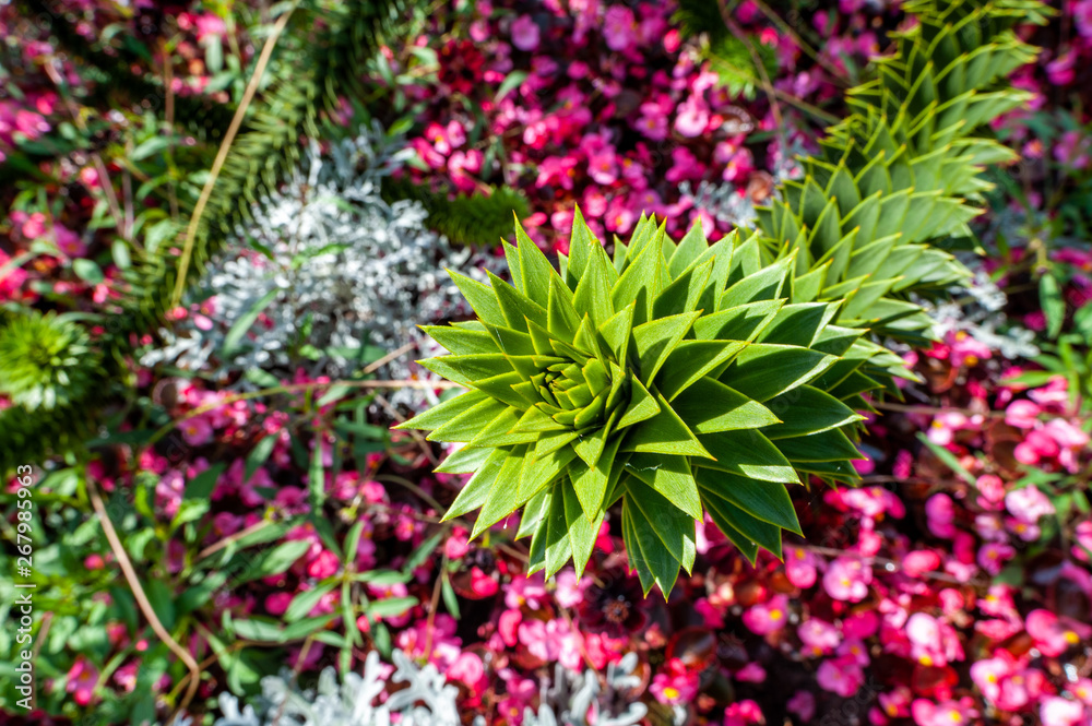 Plants in the botanical garden of Antwerp, Belgium