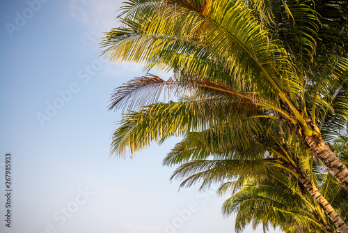 Beautiful coconut palm tree in sunny day with blue sky background. Travel tropical summer beach holiday vacation or save the earth  nature environmental concept. Coconut palm on seaside Thailand beach