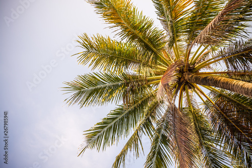 Beautiful coconut palm tree in sunny day with blue sky background. Travel tropical summer beach holiday vacation or save the earth, nature environmental concept. Coconut palm on seaside Thailand beach © pla2na