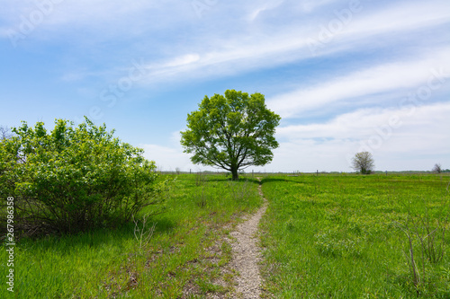 Single tree and path