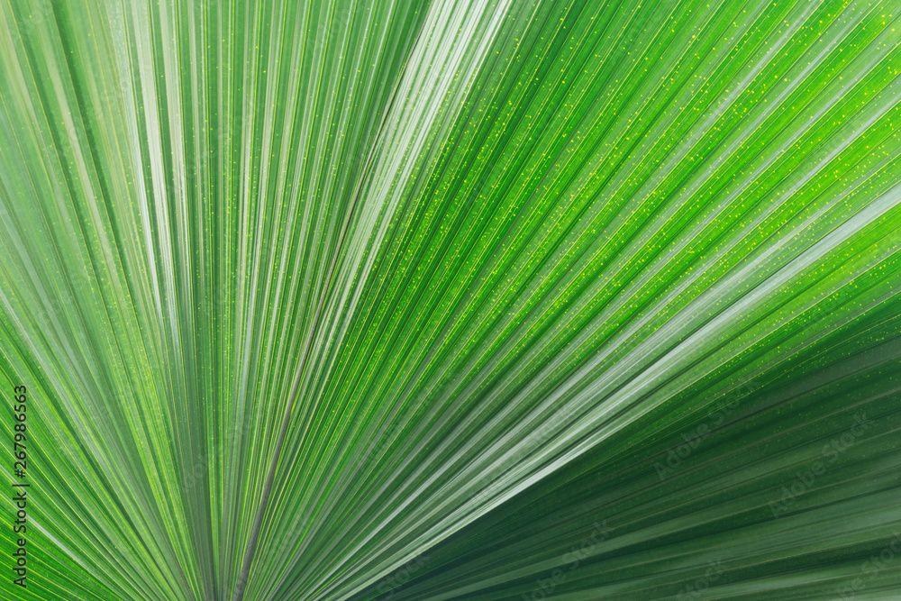 Fototapeta premium Leaf texture of the fresh tropical plant.