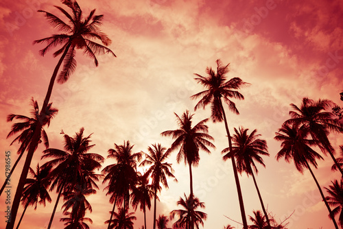 Beautiful silhouette coconut palm tree in sunset evening with clouds sky background in monochrome tone. Travel tropical summer beach holiday vacation or save the earth, nature environmental concept.