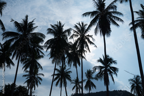 Beautiful silhouette coconut palm tree in sunset evening with clouds sky background in monochrome tone. Travel tropical summer beach holiday vacation or save the earth  nature environmental concept.