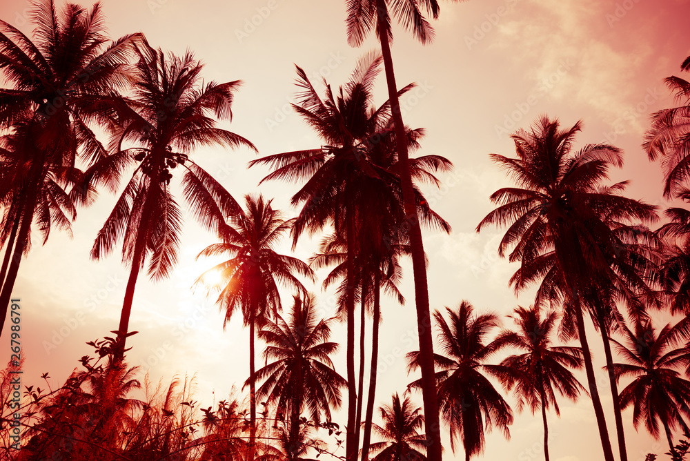 Obraz premium Beautiful silhouette coconut palm tree in sunset evening with clouds sky background in monochrome tone. Travel tropical summer beach holiday vacation or save the earth, nature environmental concept.
