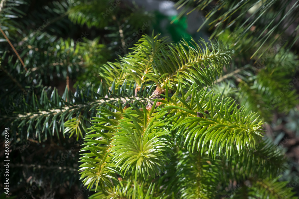 Young shoots of Spanish fir (Abies pinsapo) Young shoots of Spanish fir (Abies pinsapo)