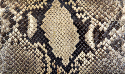 Seamless snake skin texture. Fashion for tropical reptiles. Genuine Python skin. Black grey background.