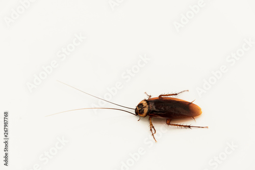 Top view cockroach walking on a white background.isolated .