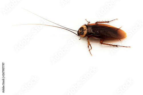 Cockroaches isolated on white background. Cockroaches in dirty places. Disgusting animals.
