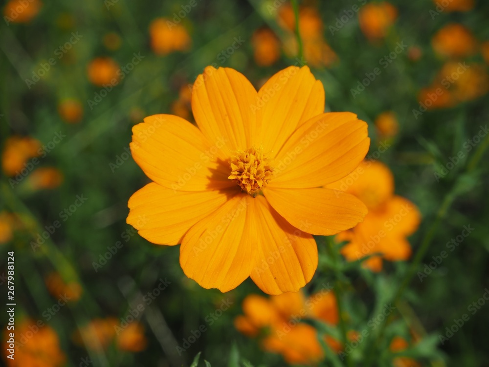 Close up of Orange Cosmos Flower