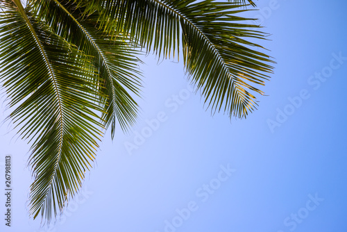 Beautiful coconut palm tree leaves from bottom view in sunny day clear sky background. Travel tropical summer beach holiday vacation or save the earth  nature environmental concept.