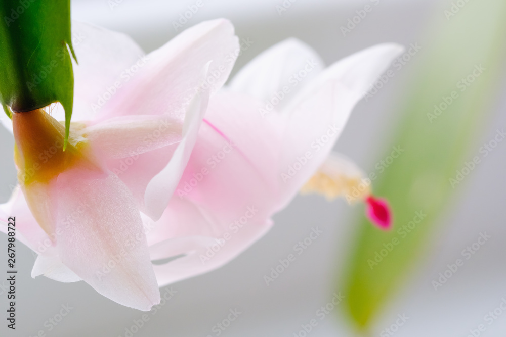 Blooming pink Christmas cactus schlumbergera white pot on light background.
