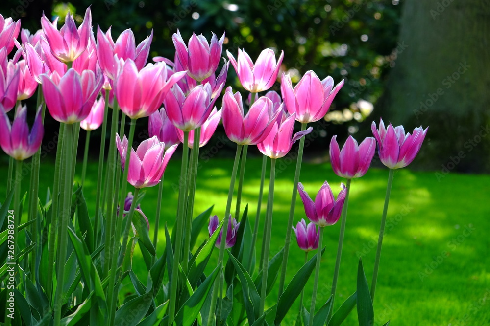 Fototapeta premium Tulipani rosa 