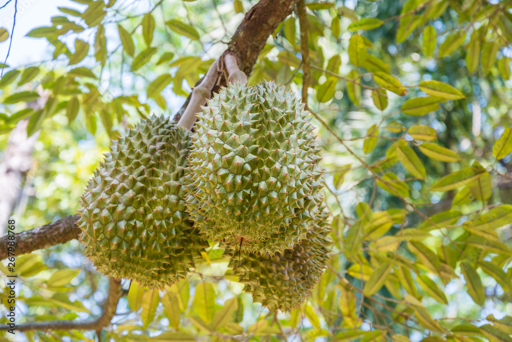 King of tropical fruit. Thai durians fruit on durian tree branch in organic farm garden, Thailand. King of tropical fruit. Thai durians fruit on durian tree branch in organic farm garden, Thailand.